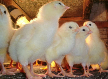 Применение кормовой добавки «Иркутин» цыплятам-бройлерам