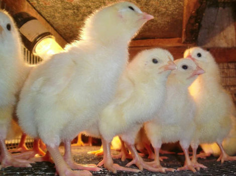 Применение кормовой добавки «Иркутин» цыплятам-бройлерам
