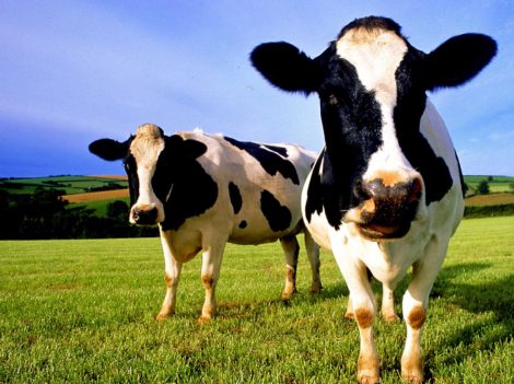 Опыт применения адаптогена широкого спектра действия в рационах коров на раздое