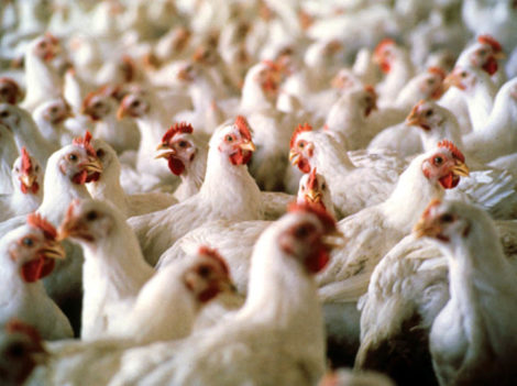Влияние крезацина на мясную продуктивность сельскохозяйственных птиц