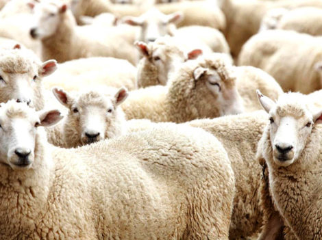 Применение Иркутина для овец